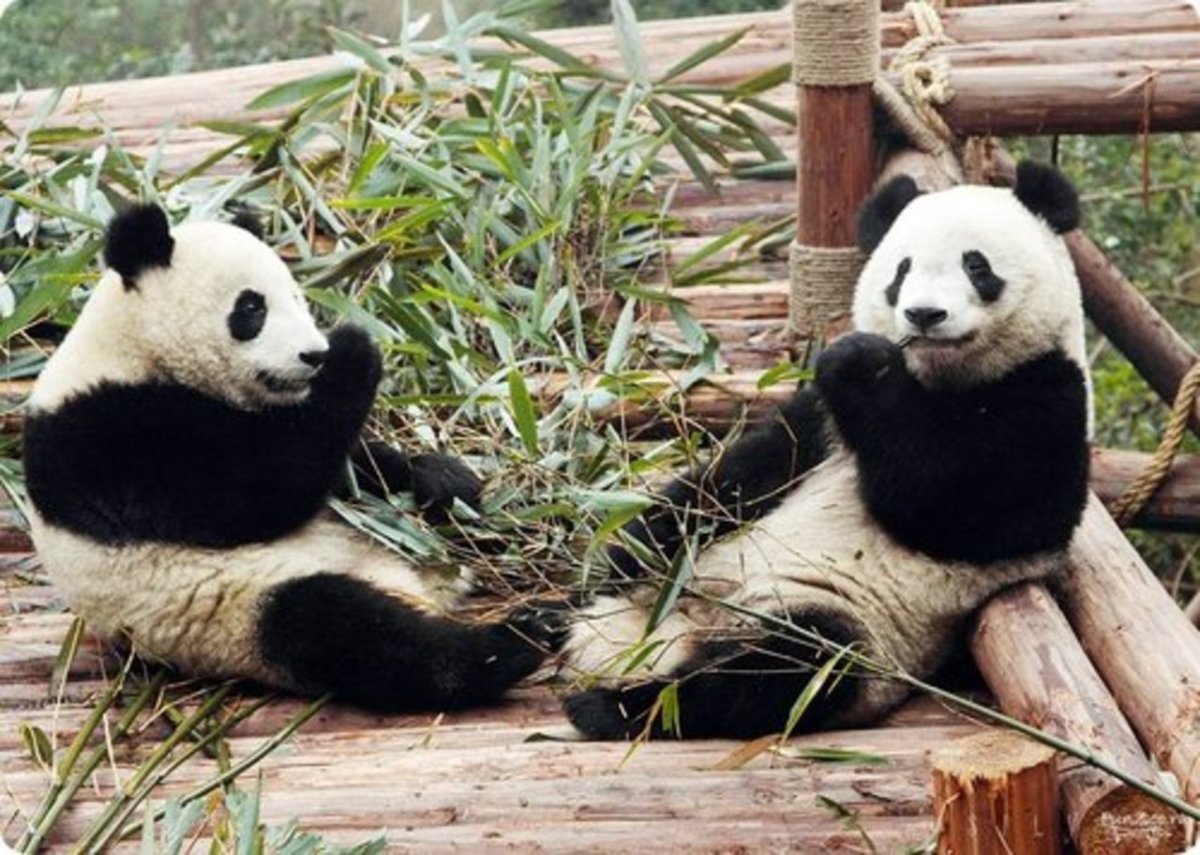 Ailuropoda melanoleuca