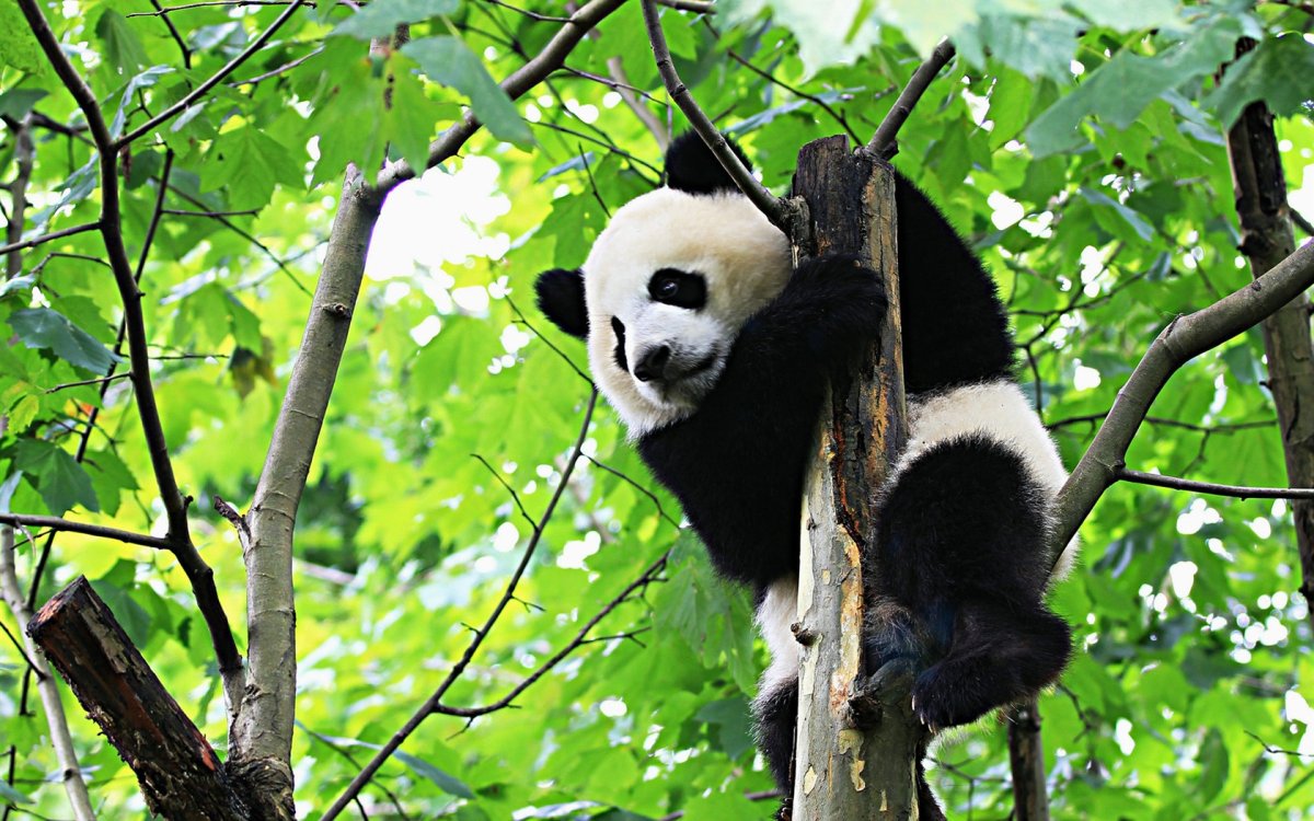 Панда в лесу Китая