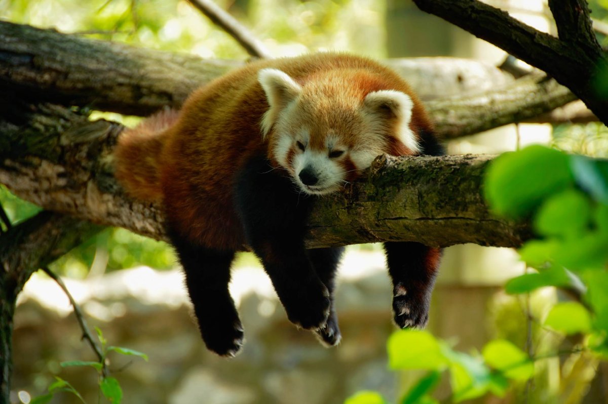 Фауна Кореи