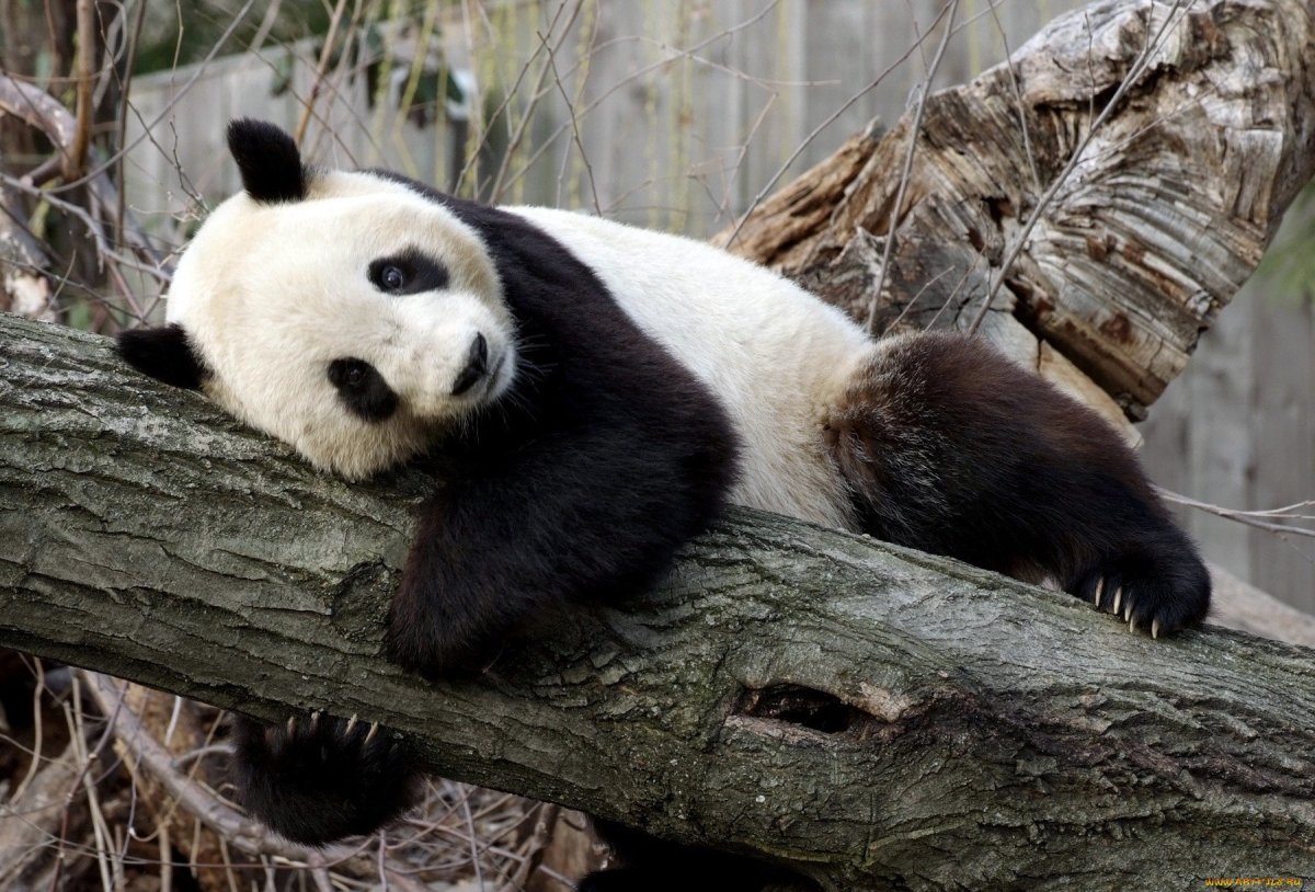 Большая Панда