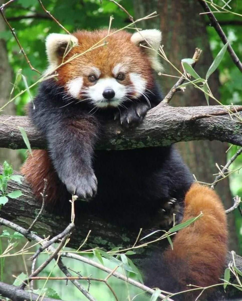 Красная енотовидная Панда