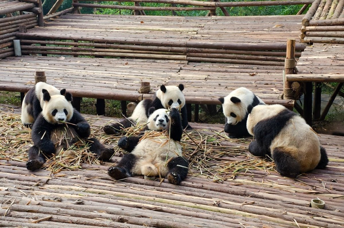 Китайская Панда