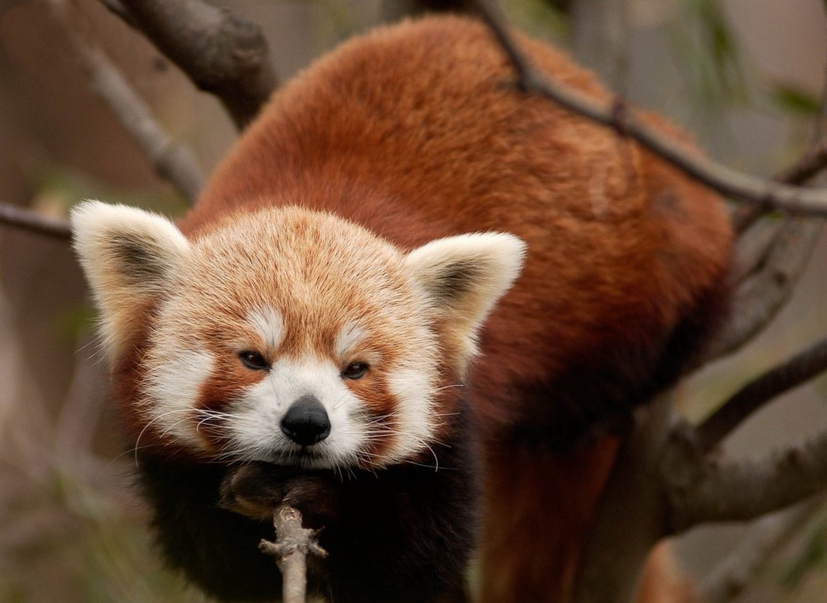 Малазийская Панда