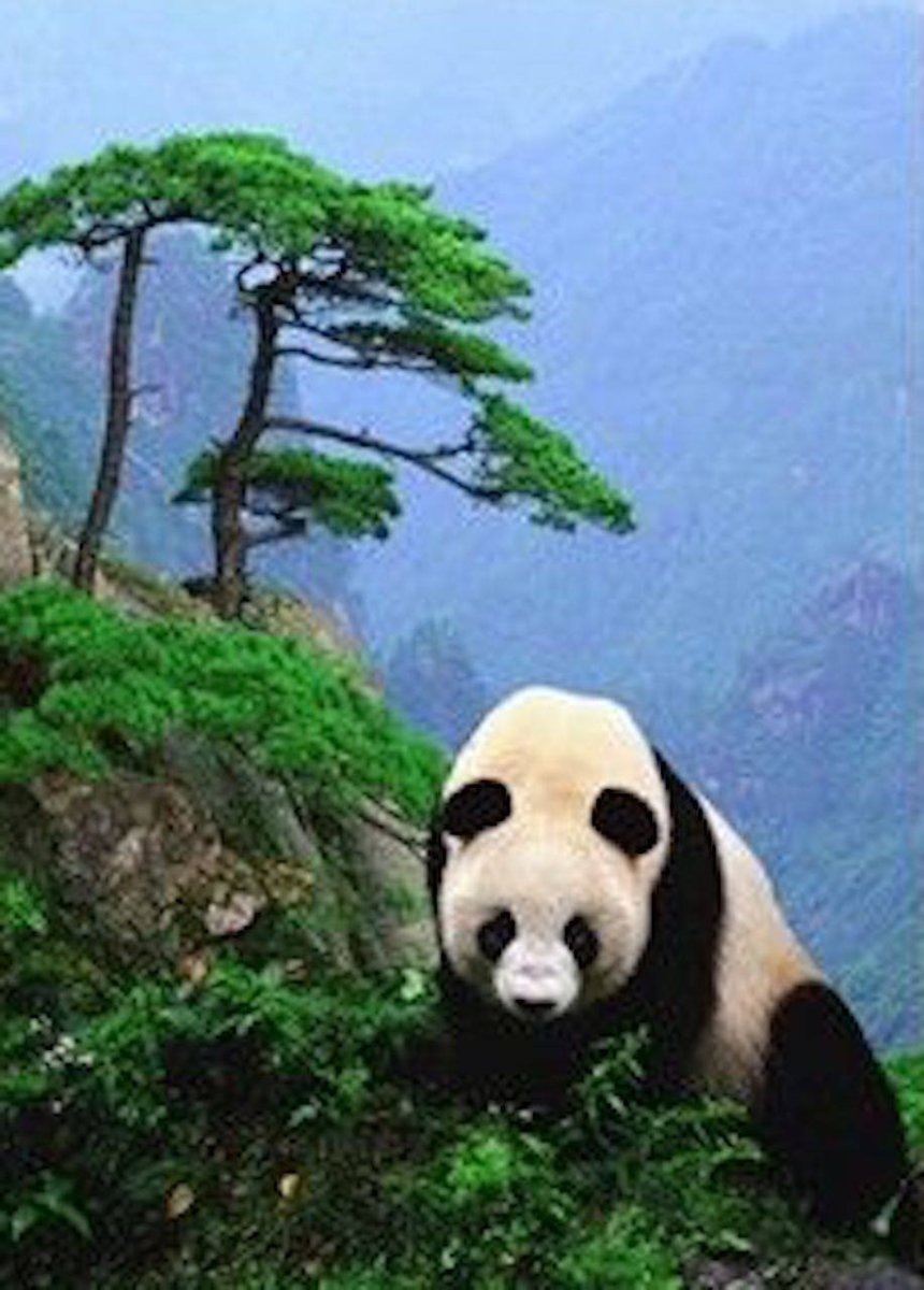 Большая Панда