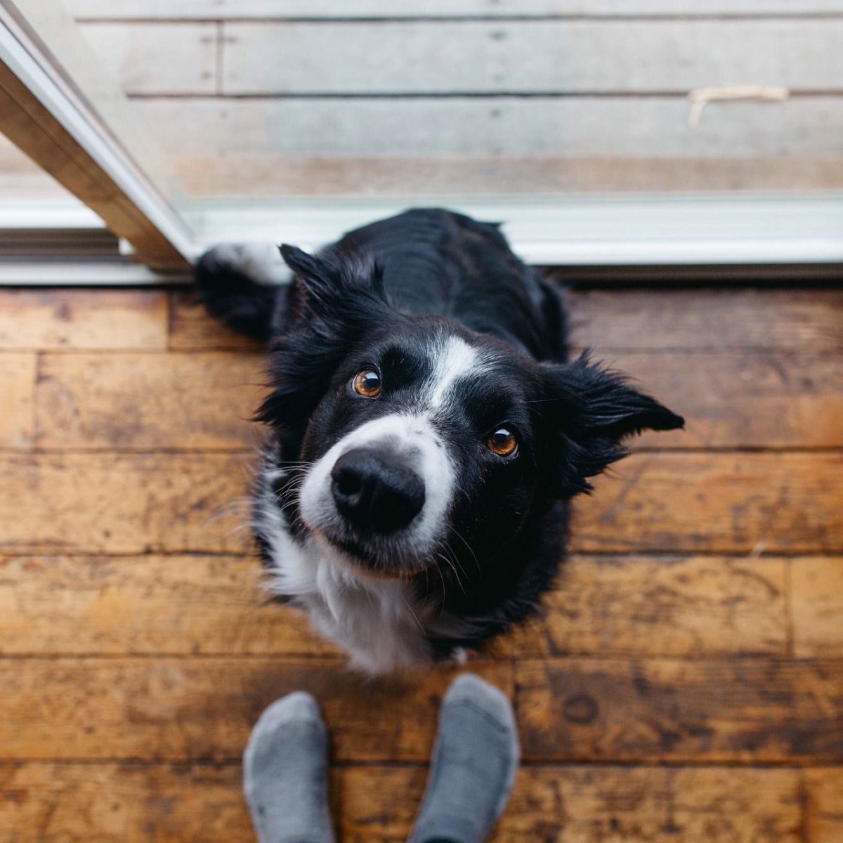 Бордер колли пират елки лохматые