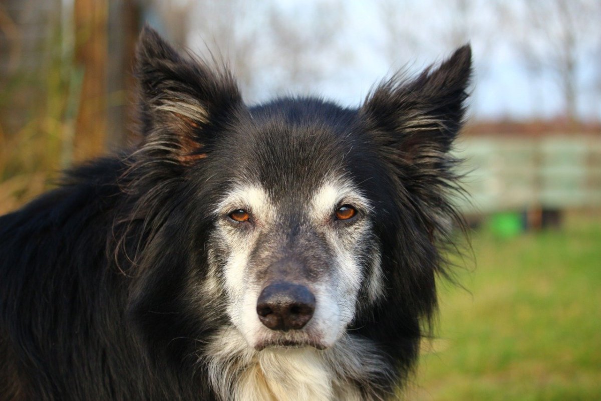 Метис бордер-колли с лохматой мордой
