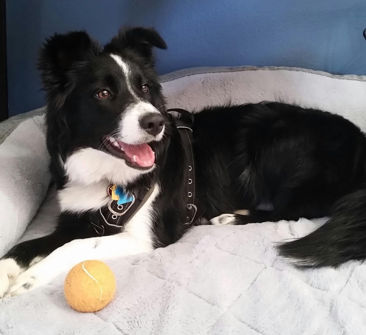 Метис бордер колли и Джек Рассел