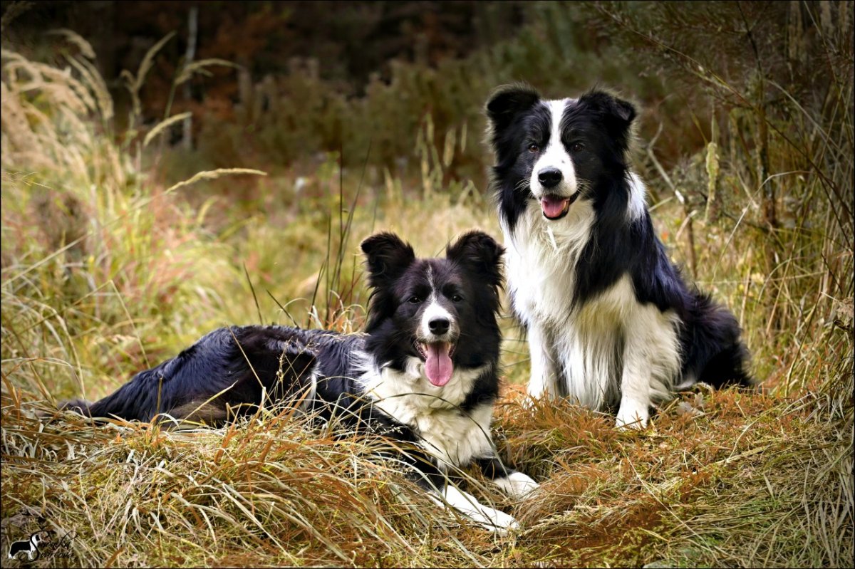 Бордер колли пестрая