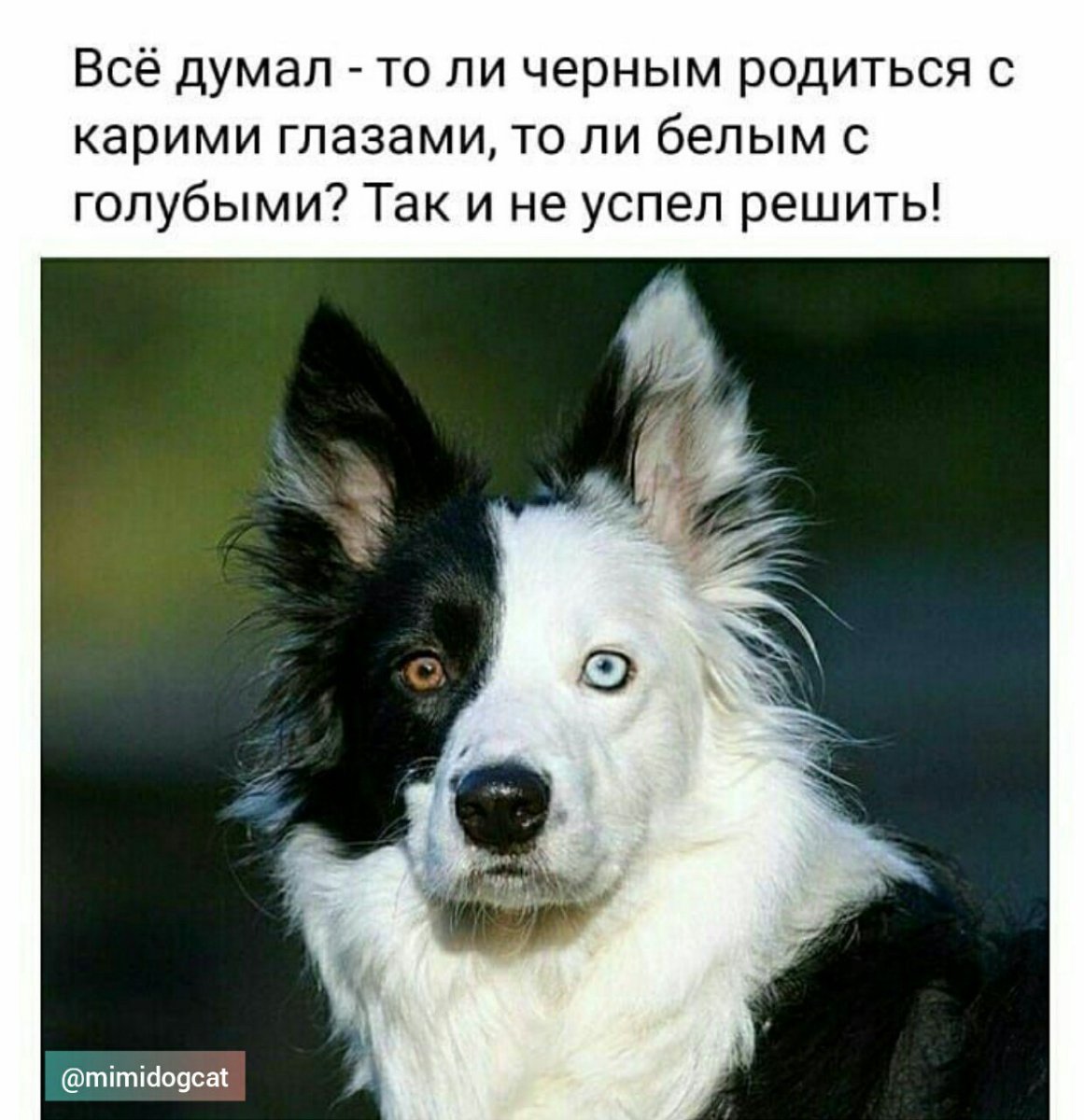 Бордер колли разноглазая