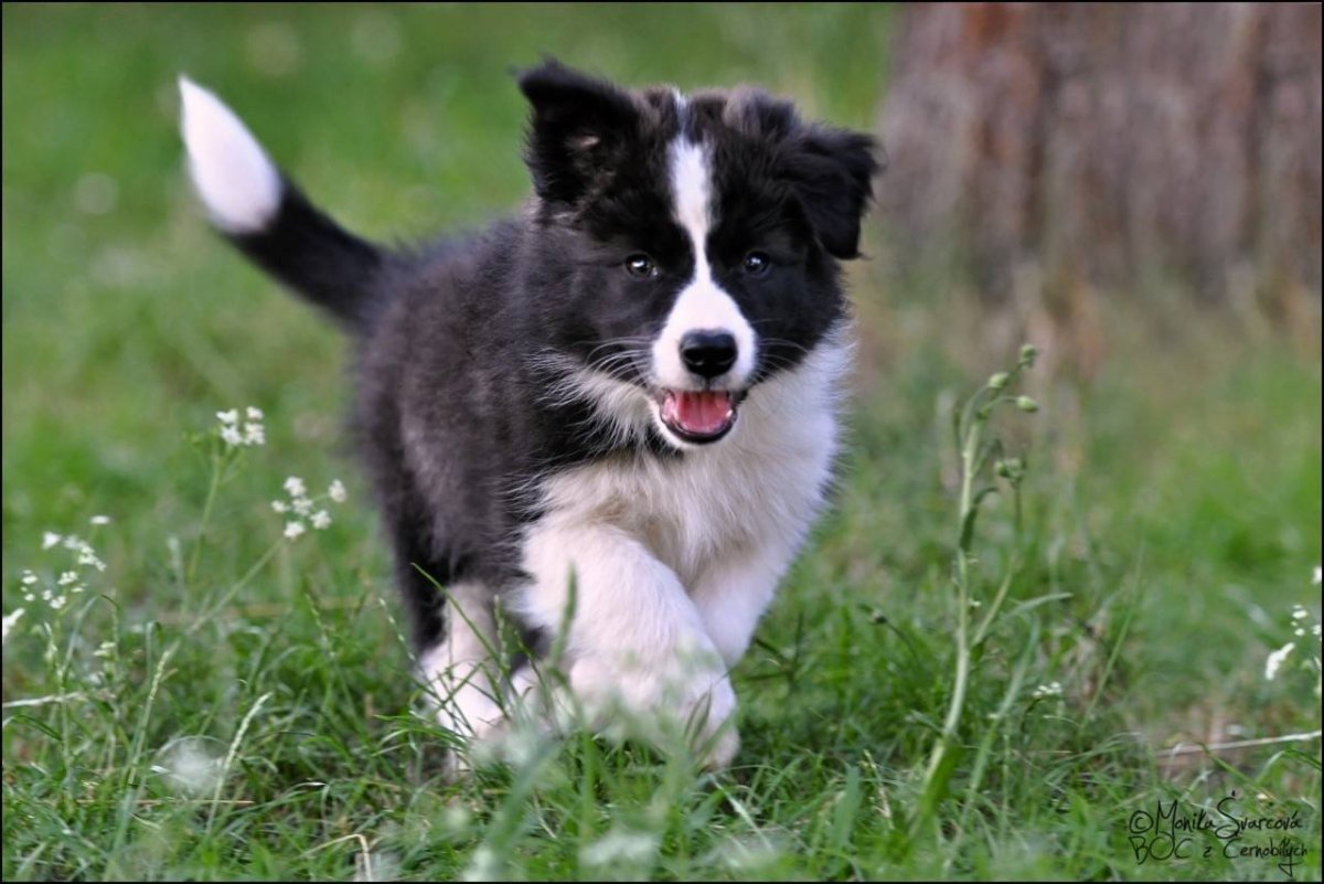 Бордер колли щенки