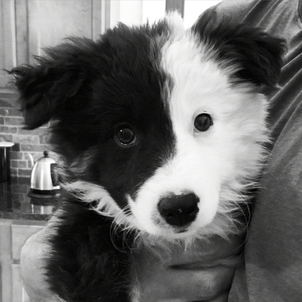 Бордер колли Айса