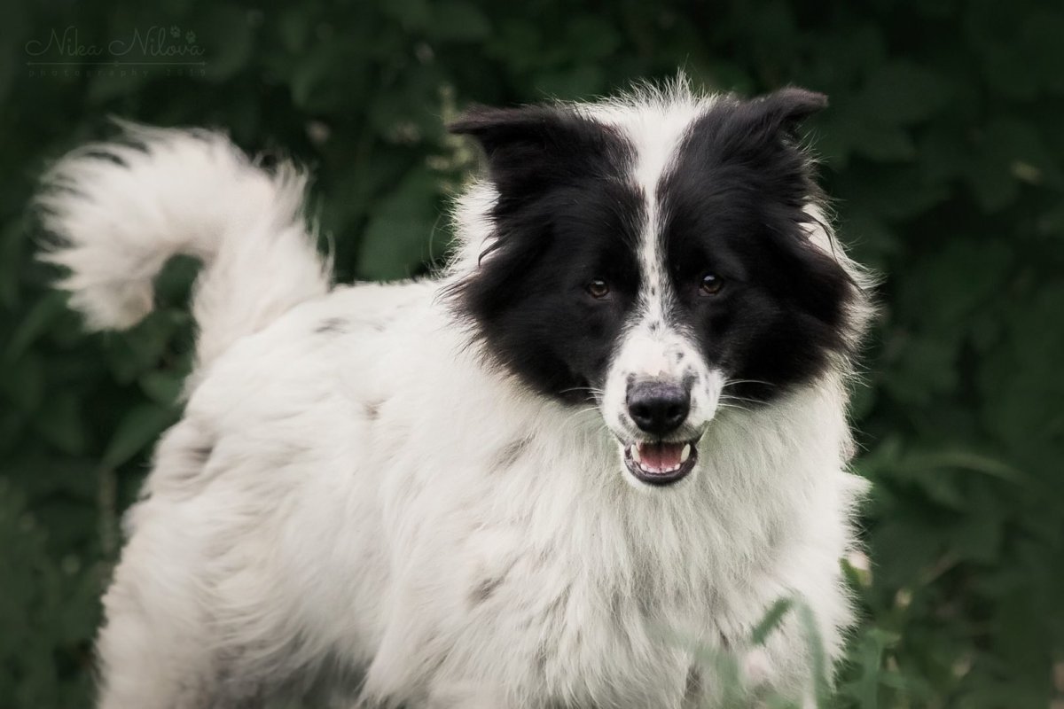 Бордер колли метис мраморный