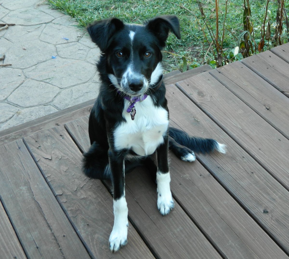 Бордер колли сиба