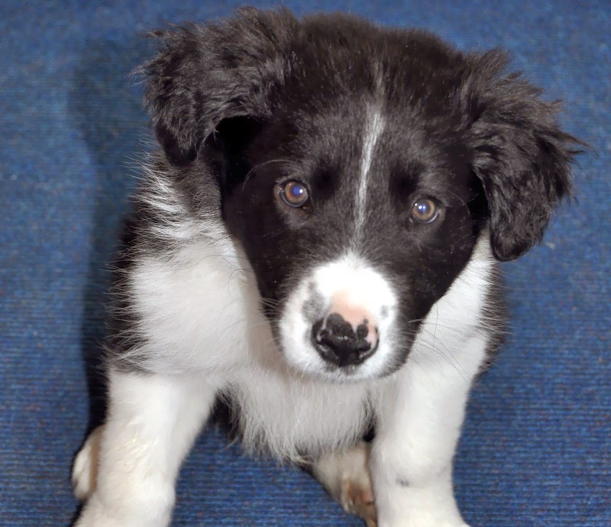 Бордер колли Рокки