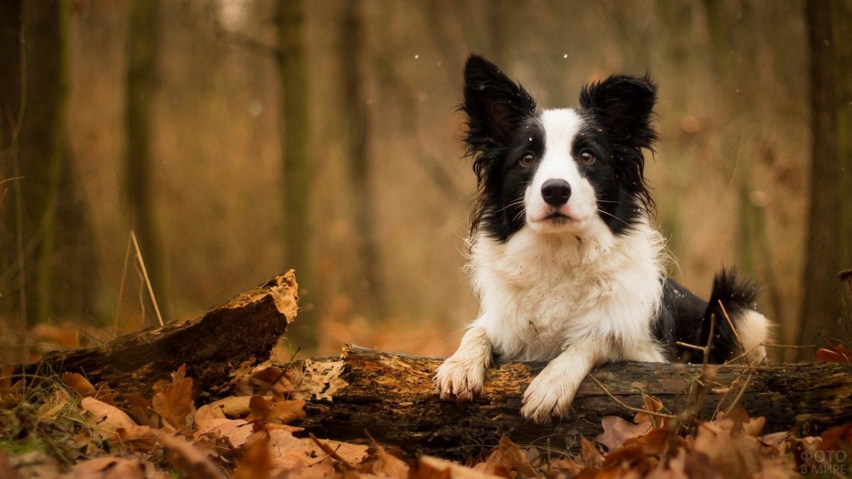 Бордер колли черный