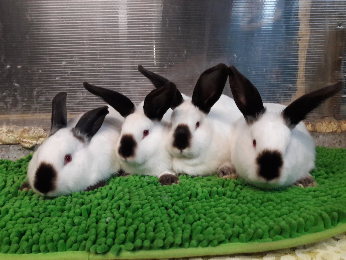Крольчата породы Калифорния