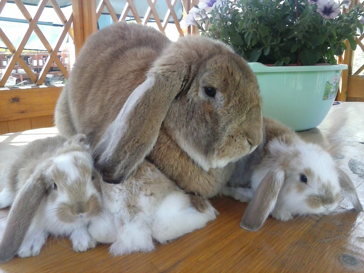 Кролик породы горностаевый (калифорнийский)