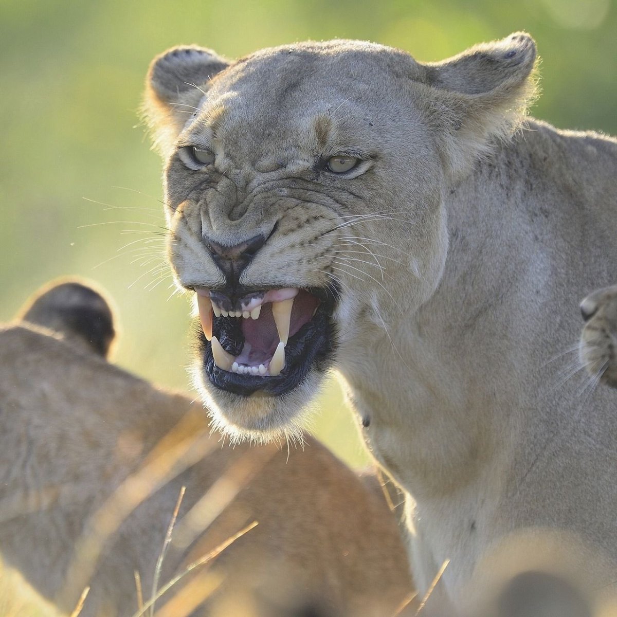 Львица рычит