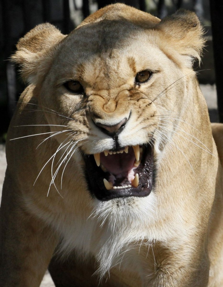 Львица оскал