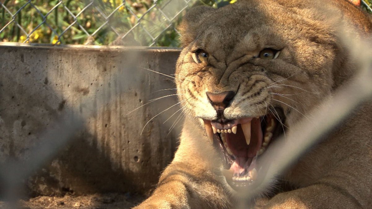 Лев Суханов