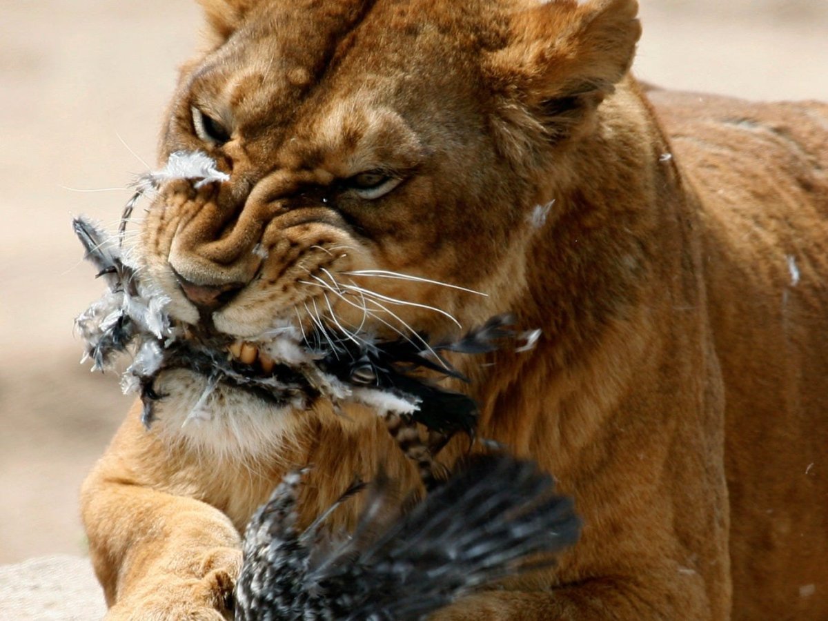 Львица в гневе