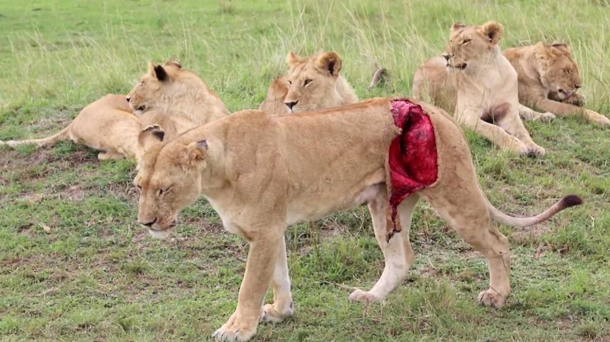 Морда львицы