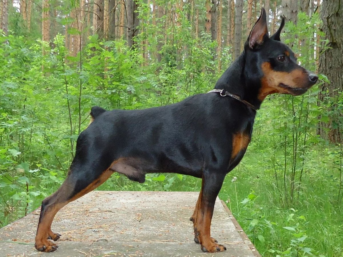 Карликовый пинчер