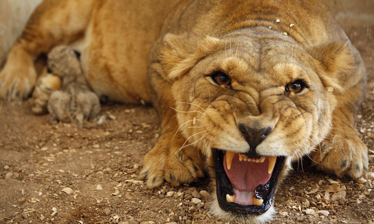 Животные гнев