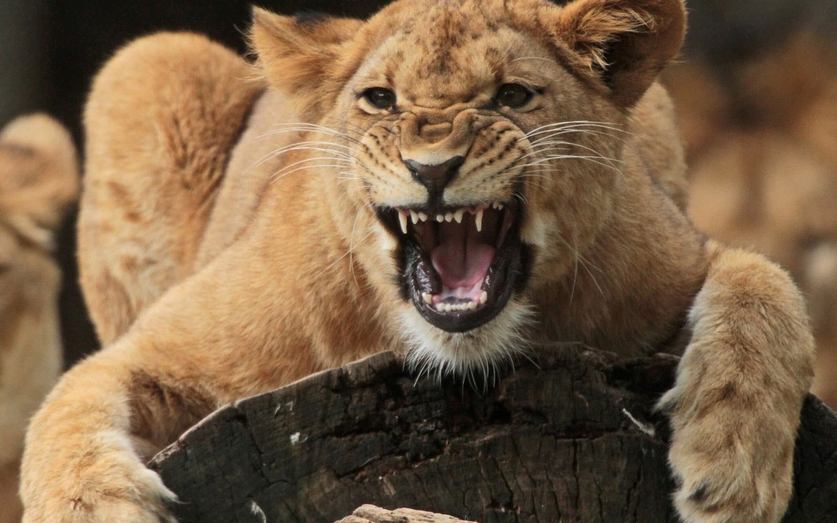 Львица в бешенстве