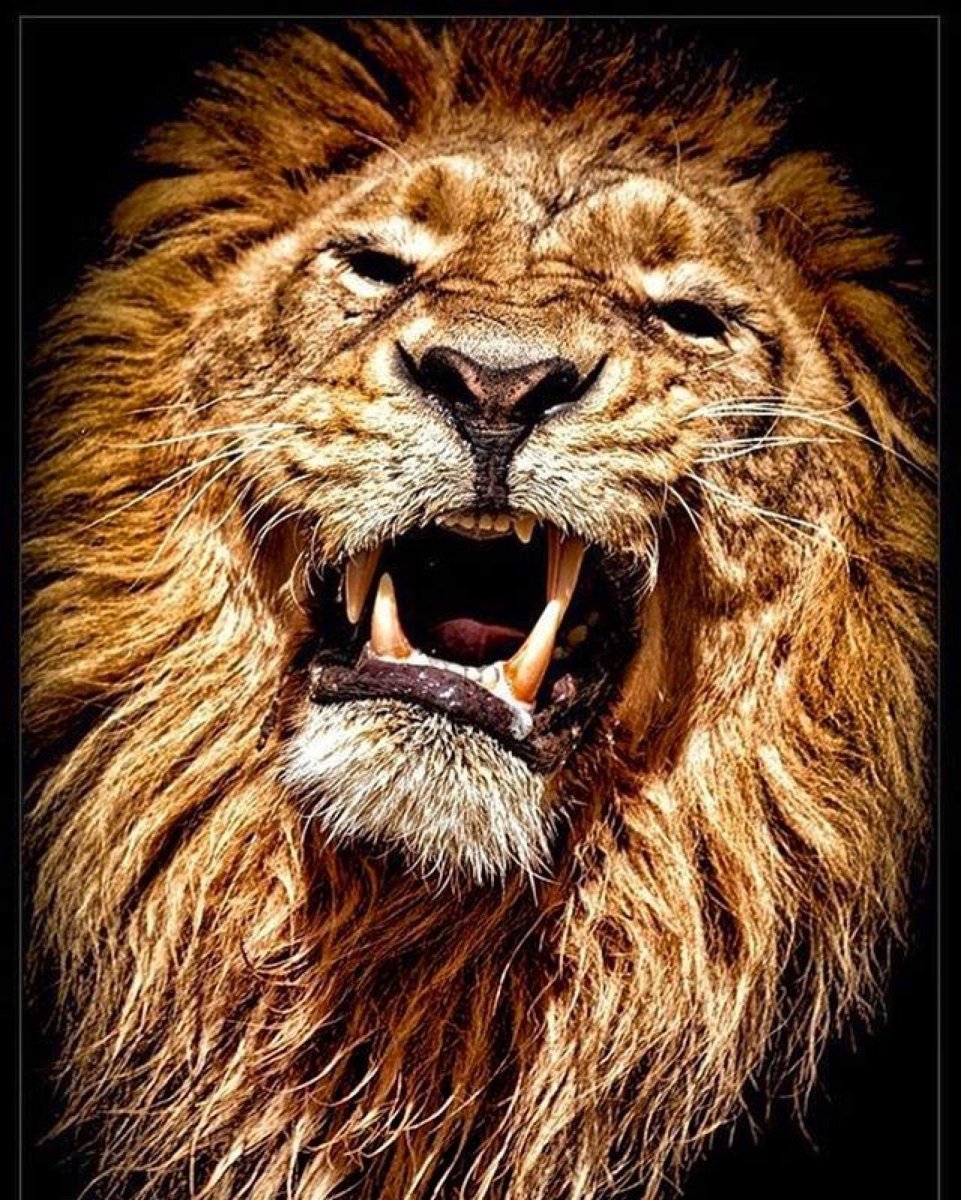 Злой Лев приколы