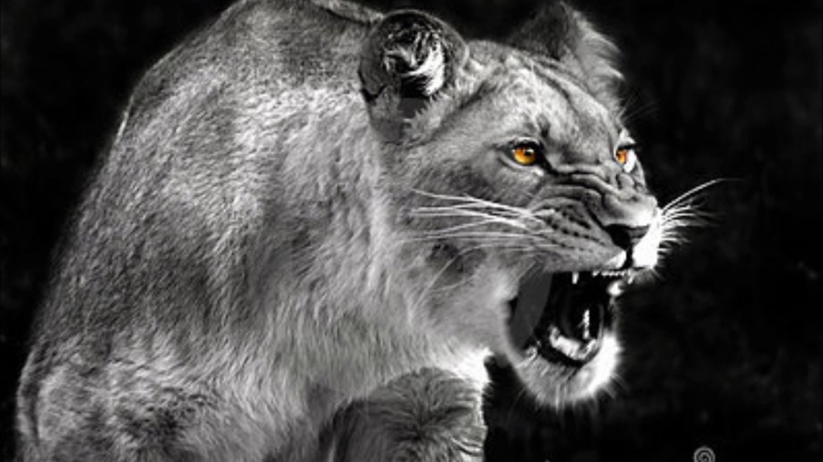 Разъяренная львица