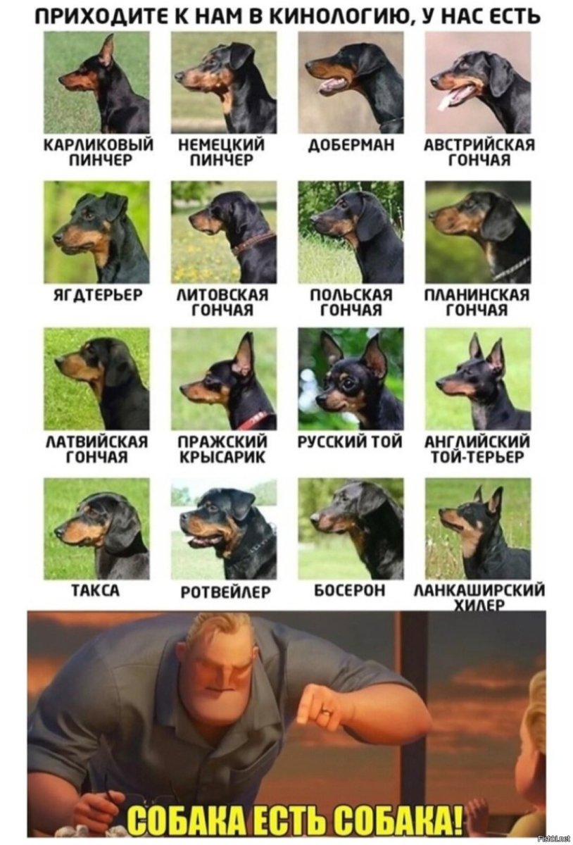 Черно-подпалый терьер