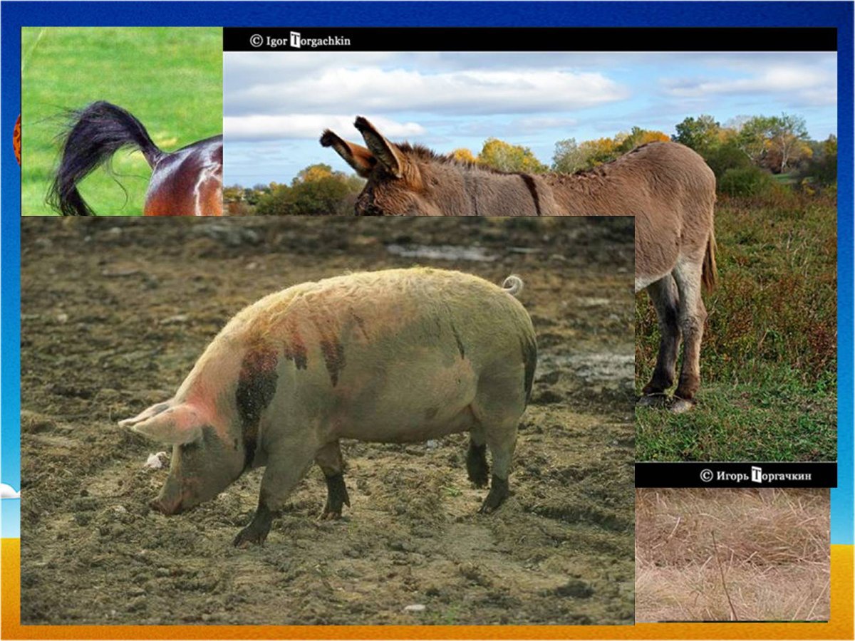 Непарнокопытные Эволюция