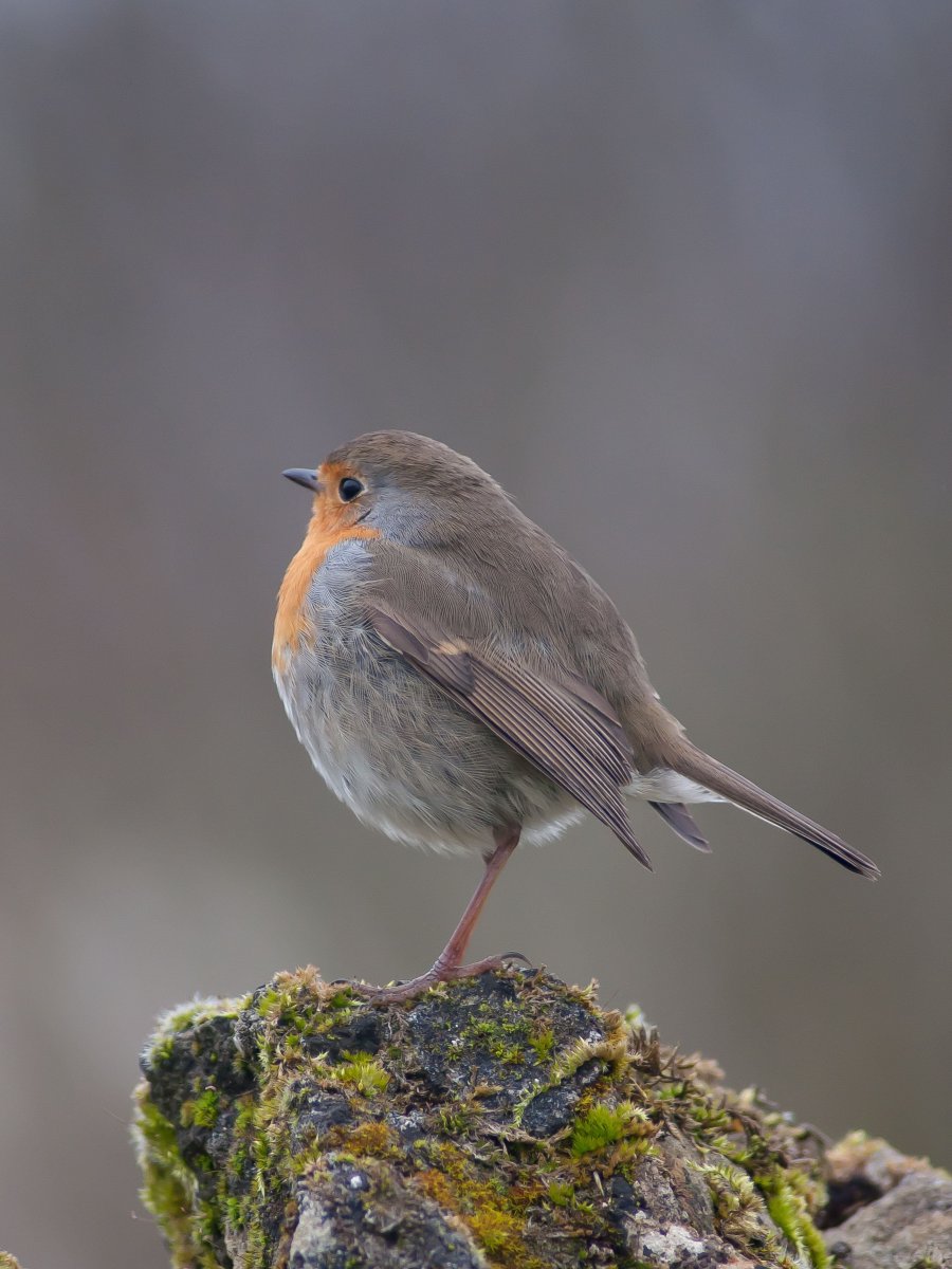 Маленькая серо коричневая птичка