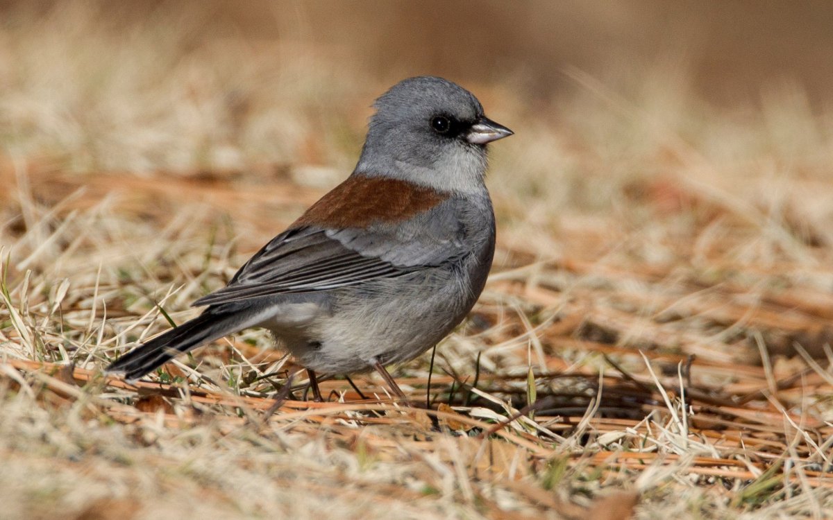 Воробьиное перо