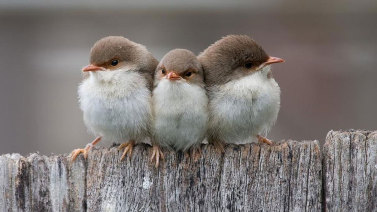 Милые птички