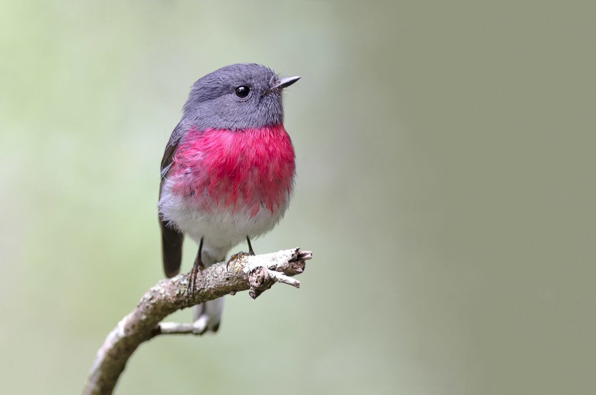 Маленькая серенькая птичка