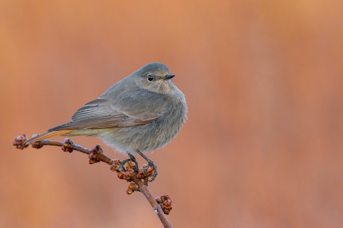 Серый Дрозд (Grey Catbird)