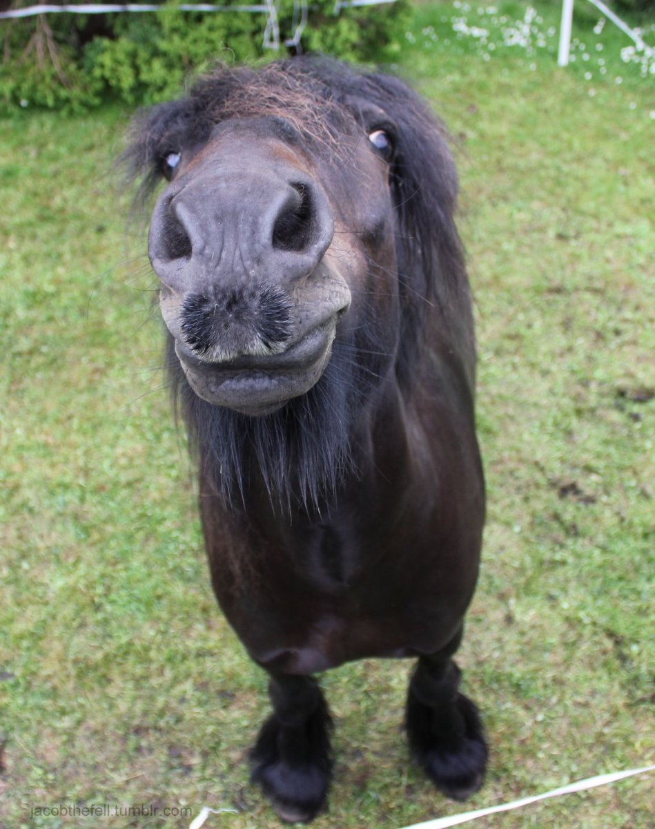 Смешные пони