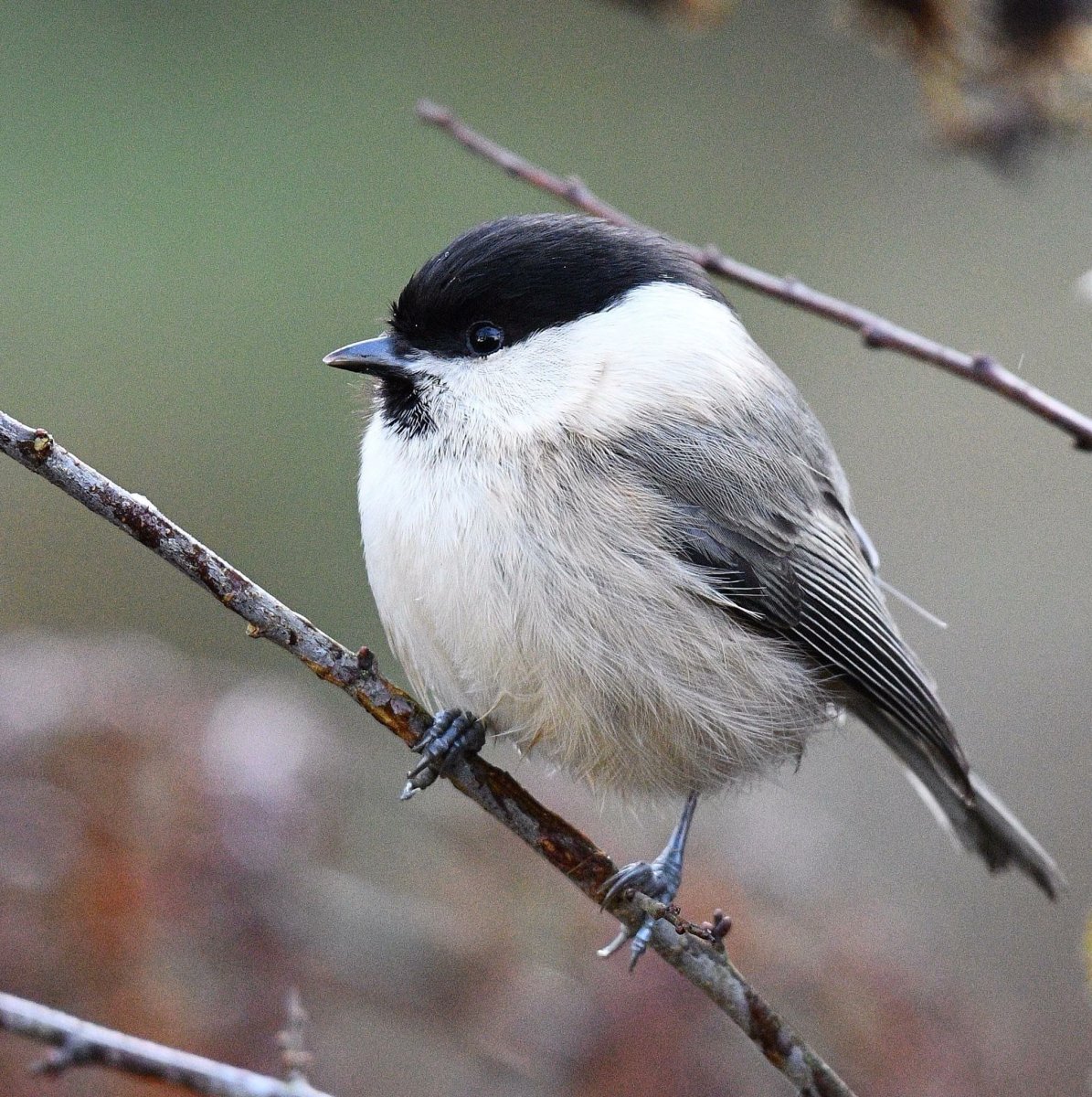 Буроголовая гаичка пухляк