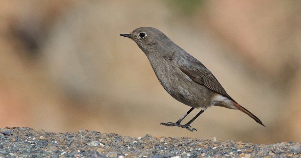 Птичка с бровями