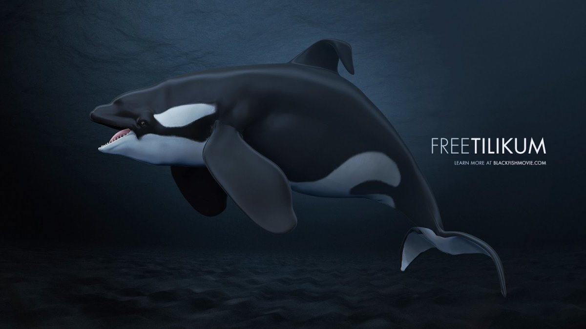 Касатка Дельфин акула