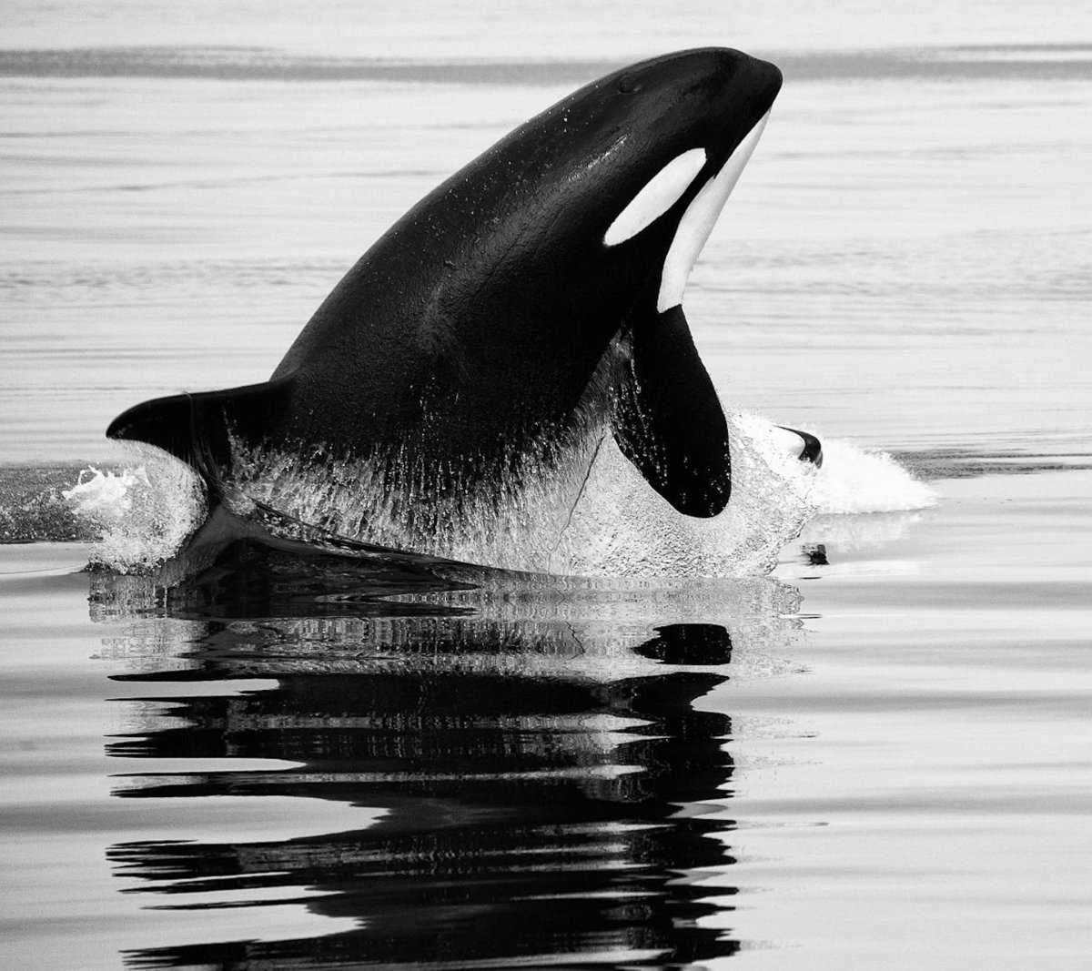 Малая косатка черная Касатка красная книга