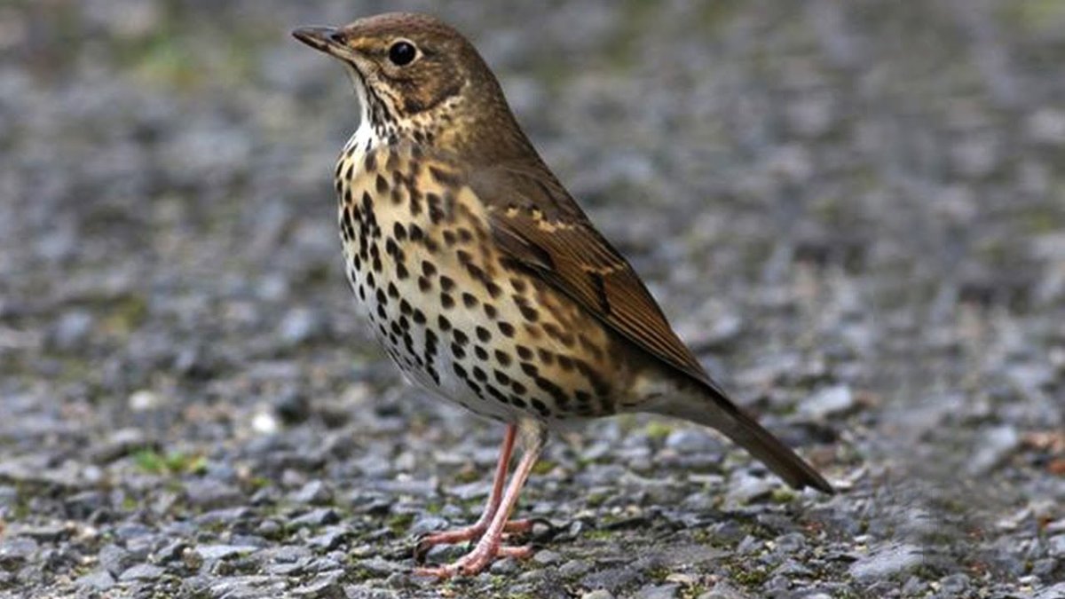 Птица синяя спинка оранжевая грудка