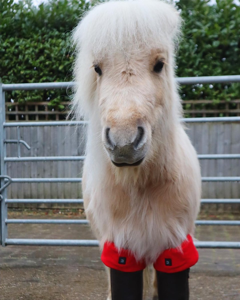 Прикольные Шетландские пони