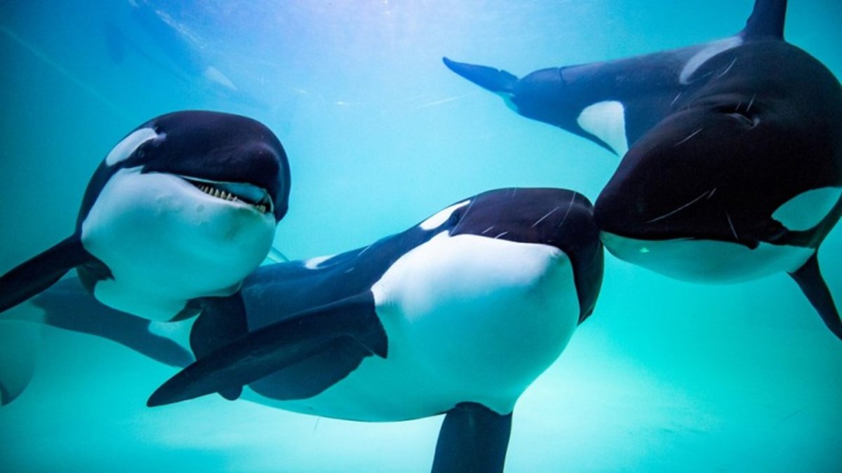 Орка Касатка