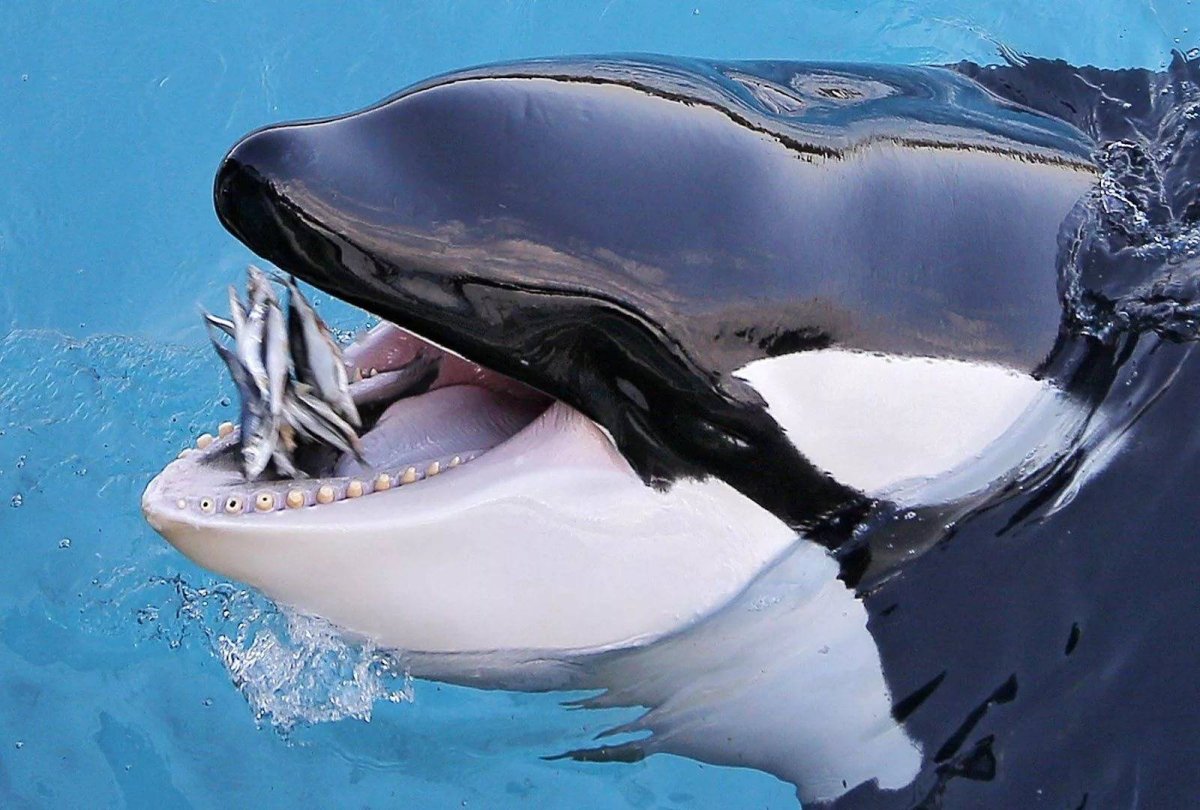 Пол Никлен морской леопард