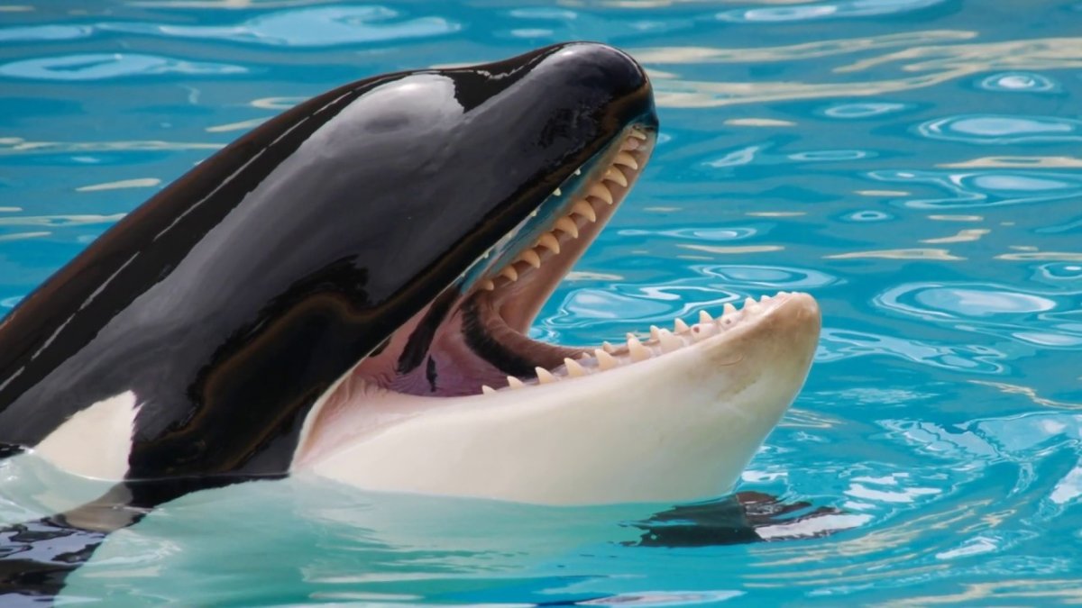 Малая косатка черная Касатка