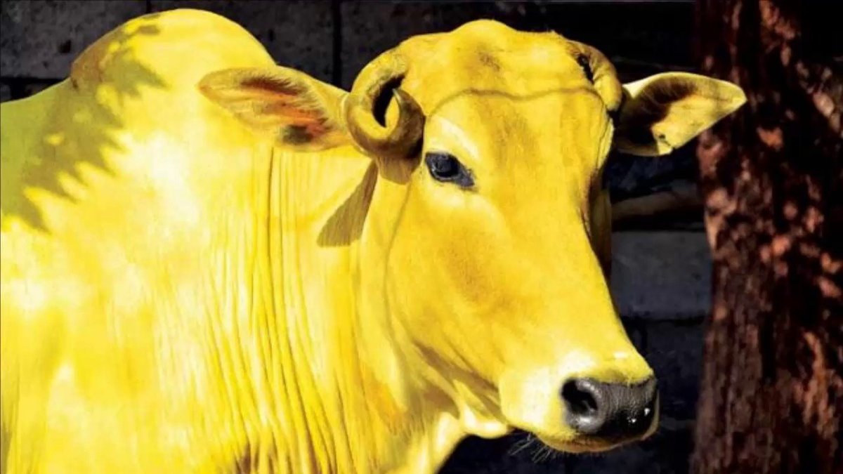 Корова желтого цвета