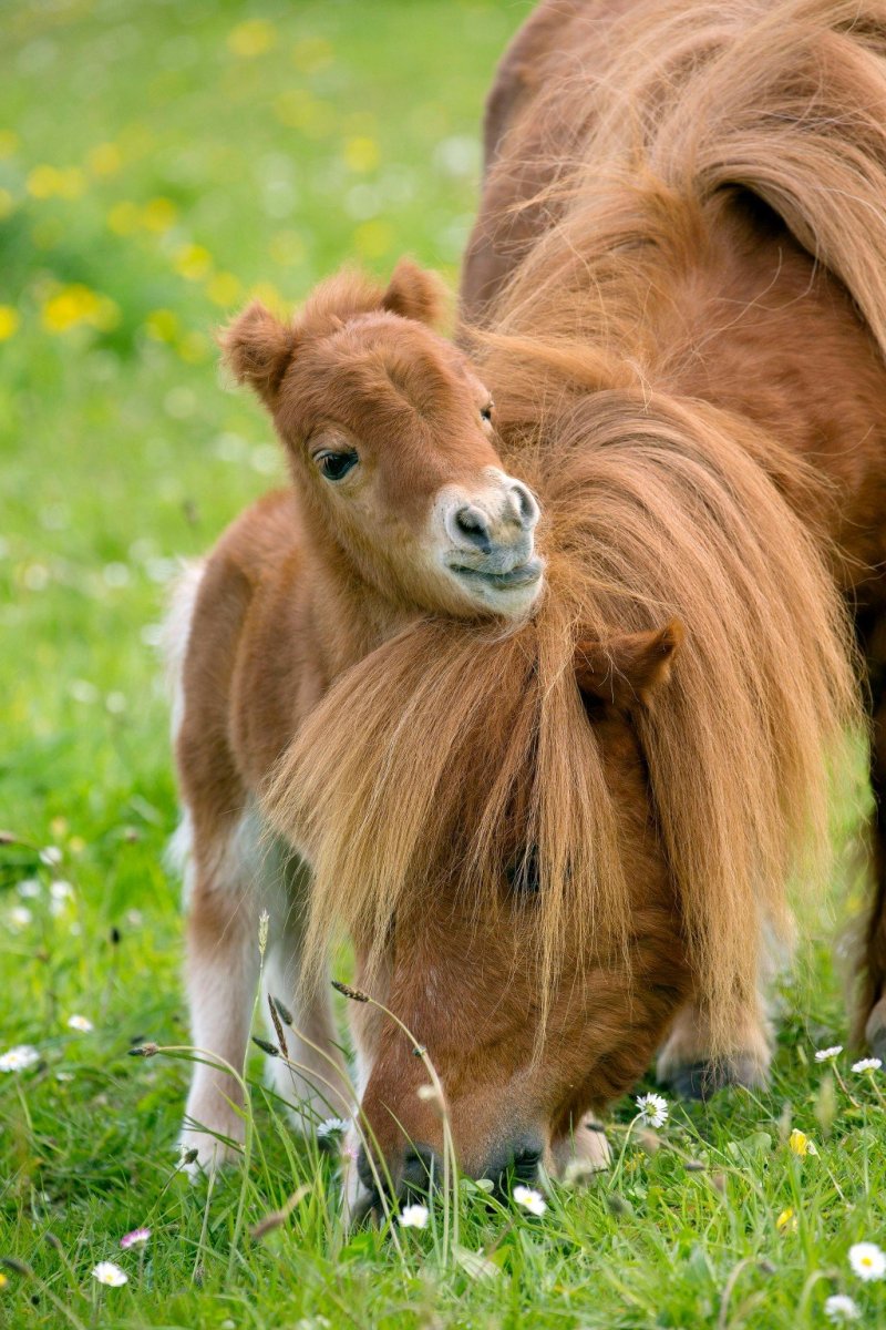 Шетландский пони жеребенок
